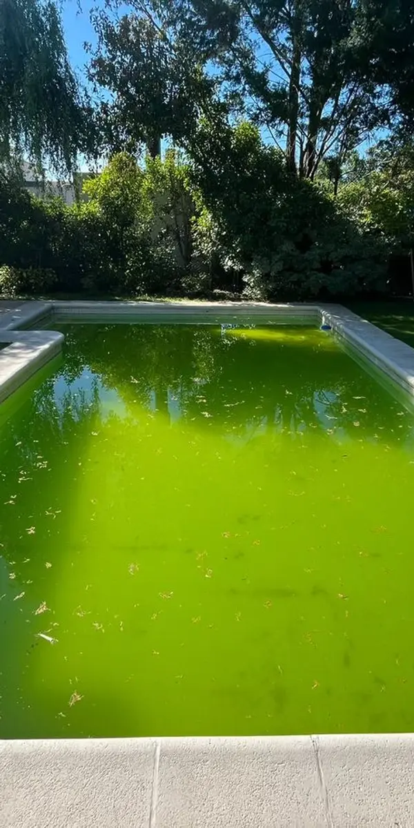 La misma pileta con el agua verde, antes del mantenimiento